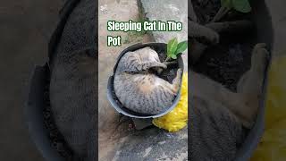 Cat  Iring  Pusa  Sleeping Cat In The Pot  tulog cat iring pusa trending shorts viral [upl. by Ahsii]