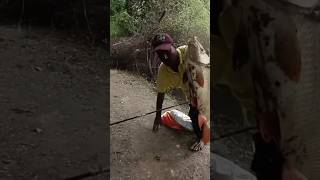 Catching big rohu fishes in the river single hook fisherman amazing video [upl. by Liebermann303]