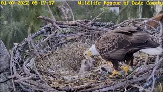 WRDC Eagle Nest Cam 07012022 0909 [upl. by Peggi42]