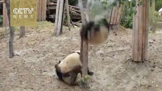 A dramatic life Panda falls from tree unhurt robbed by other pandas afterwards [upl. by Arhsub629]