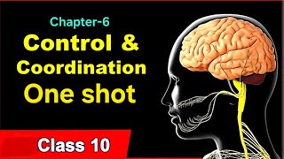 Ch6  Control And Coordination  Science class 10 Ncert [upl. by Retlaw]