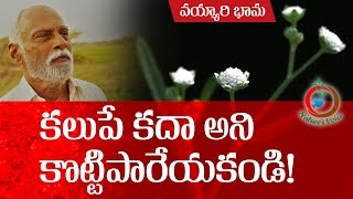 Natural Farming  Beneficial aspects of Parthenium hysterophorusవయ్యారిభామ ఉపయోగాలు [upl. by Fidelio]