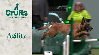 Agility  Championship  IntermediateLarge Part 1 Jumping  Crufts 2024 [upl. by Celina930]