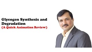 Glycogen Synthesis and Degradation [upl. by Berne]