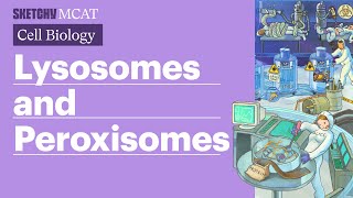 Lysosomes amp Peroxisomes Cellular Functions Full Lesson  Sketchy MCAT [upl. by Nitsid]