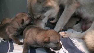 Chiots chiensloups tchécoslovaques âgés de 15 jours Portée Heaven amp Ioric 17 01 17 [upl. by Padraig]