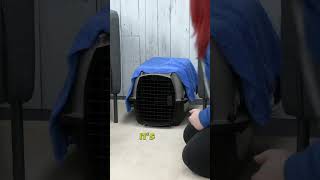 Puppy Crate Training Secret [upl. by Wilhide]