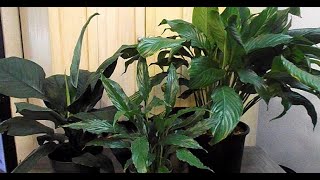 Peace Lily Cultivars Different Spathiphyllum Varieties [upl. by Ide944]