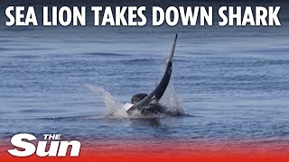 Sea Lion violently takes down Blue Shark in California [upl. by Whitcomb]