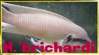 Neolamprologus brichardi  alevins au premier jour de nage libre  112019 [upl. by Botsford3]