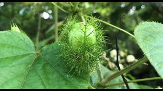 Edible BUSH PASSION FRUIT By Dr Purna Sreeramaneni drpurnasreeramaneni [upl. by Nyral]