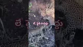 Cheetah fight comedy talk shortvideo 🤣🤣 [upl. by Avivah]