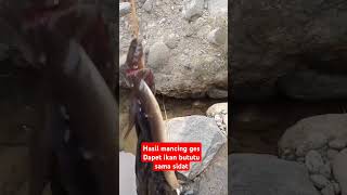 Hasil mancing ges ikan bututu atau boloso sama sidat shortvideo mancingshortstrendingthe [upl. by Howlan838]