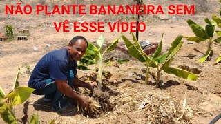 como plantar bananeira da forma certa Aproveitando a água do poço [upl. by Anilemrac642]