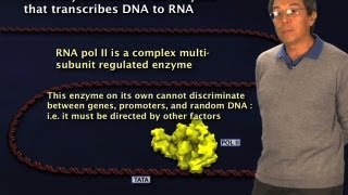 RNA Polymerase II  Robert Tjian BerkeleyHHMI [upl. by Htinnek]