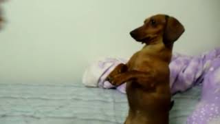 AMAZING DACHSHUND  DOXIE DOG DOES 10 TRICKS [upl. by Atinaj]