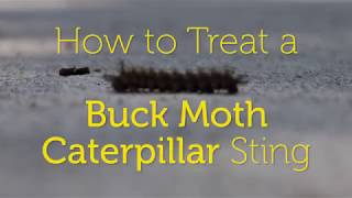 🐛 How to Treat a Buck Moth Caterpillar Sting [upl. by Allehs]