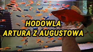 Hodowla Artura  relacja [upl. by Nibbor]