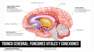 Tronco Cerebral Funciones Vitales y Conexiones [upl. by Burkitt]