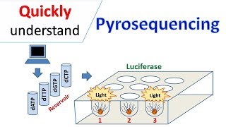 Pyrosequencing [upl. by Secor475]