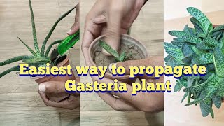 how to propagate gasteria plant  how to separate gasteria pups [upl. by Hitoshi]