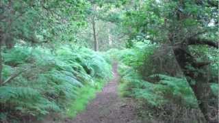 Old Southwold Railway Track 2 [upl. by Howund]