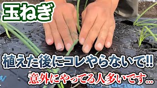 【玉ねぎ】植え付け後にコレだけは気をつけてください！ [upl. by Tamberg]