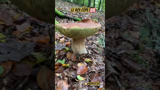 Le roi cèpe XXL ⭐️ PierrOstéo cepes nature champignons shorts [upl. by Glover411]