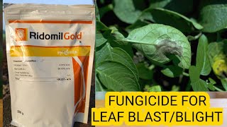 RIDOMIL GOLD SYNGENDA FUNGICIDE FOR BLAST IN HORTICULTURE CROPS Mancozeb 64 METALAXYLM 4 [upl. by Grigson]