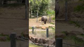 Rhino pees on her Food shorts rhino pees zoo ytshorts [upl. by Etiragram113]