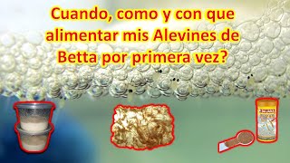 Cómo alimentar alevines de bettas recién nacidos  Cuando y como darle su primera comida💯 [upl. by Ebony]