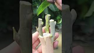 Plant grafting and tree care techniques 2827 [upl. by Nirok917]