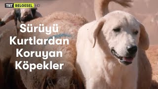 Sürüyü Kurtlardan Koruyan Bekçi Köpeklerin Bir Gecesi [upl. by Idid]