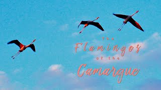 Flamingos of the Camargue [upl. by Oecam]