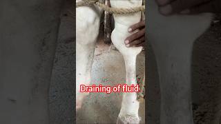 Treatment of arthritis in cow ampbuffalo Treatment of Hygroma of knee [upl. by Mojgan]