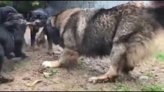 caucasian ovcharka vs rottweiler [upl. by Hcaz43]