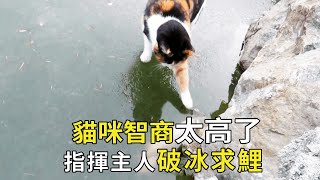 猫咪成精了！在冰下发现一条大鱼，指挥主人如何捞鱼忙的团团转【小奶狗觀影】 [upl. by Pembrook]