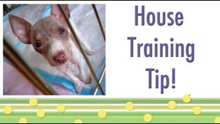 House Training Tip Should your dog ring a bell [upl. by Pearson]