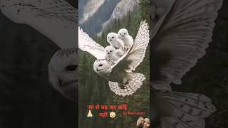 Maa to maa hoti haiowlybird owlkitty kidsvideo viralshort himalyan [upl. by Sande]