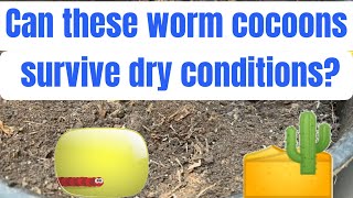 Can these worm cocoons survive dry conditions [upl. by Guido]