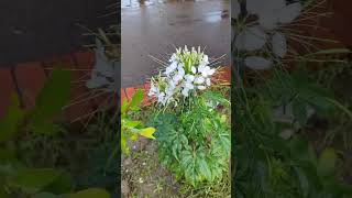 White spider flower cleome nature naturalattractions whiteflower beautifulflower [upl. by Ulberto]