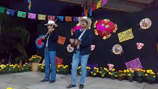 Huapango en Tenango de las Flores 💐 Día de Muertos [upl. by Toland]