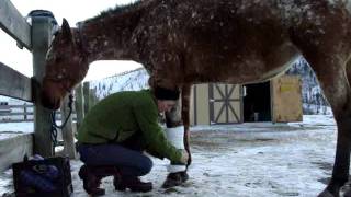 How to Properly Apply a Standing Bandage or Stall Wrap to a Horse [upl. by Akcebar]