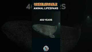 Unbelievable Animal Lifespans Greenland Shark Tortoise and Koi Fish [upl. by Esenaj]