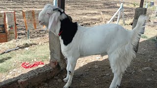 Dewas Bakra Mandi 4 April 2024 [upl. by Leighland]