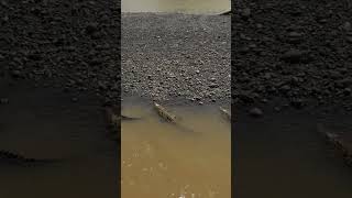 Kayaker vs Nile Crocodile in Zambia [upl. by Atteram]