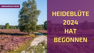 Start der Heideblüte 2024 in der Lüneburger Heide [upl. by Nolie]