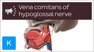 Vena comitans of hypoglossal nerve  Anatomical Terms Pronunciation by Kenhub [upl. by Enrahs]