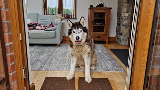 Husky Gets Surprise Visitor To His New Home [upl. by Fachini]