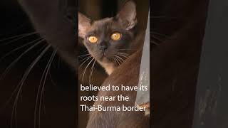 Burmese cat origins [upl. by Nosnah791]